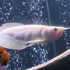 アルビノシルバーアロワナ　熱帯魚　鑑賞　古代の画像