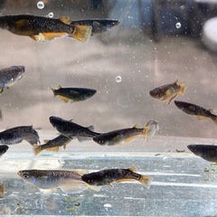 オランジェ　メダカ５匹の画像