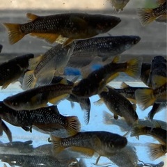 オランジェ　メダカ５匹の画像