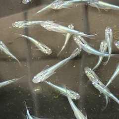 【メダカ】幹之 若魚サイズ12匹➕おまけ付き 1000円の画像