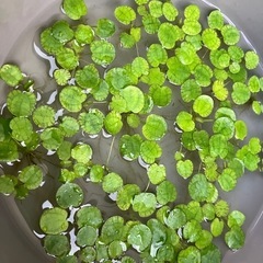 【メダカ】幹之 若魚サイズ12匹➕おまけ付き 1000円の画像