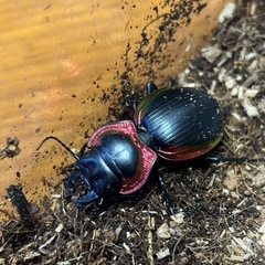 アカヘリエンマゴミムシ♀の画像