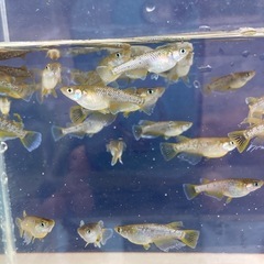 フロマージュ　メダカ５匹の画像