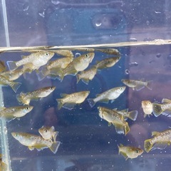 フロマージュ　メダカ５匹の画像