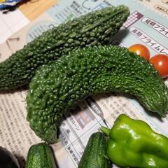 採れたて野菜の画像