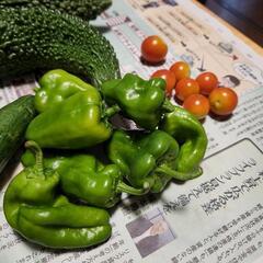 採れたて野菜の画像