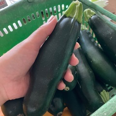 ズッキーニ　１本50円　５本200円の画像