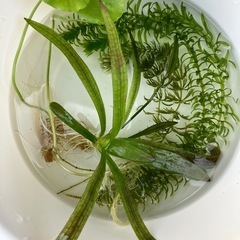 水草/浮草 5種類セット　500円の画像