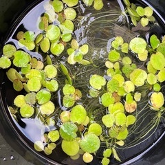水草/浮草 5種類セット　500円の画像
