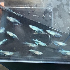 【はやたんメダカ】 ☆青みゆき 体外光☆ 若魚 12匹セット 格安販売の画像