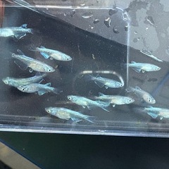【はやたんメダカ】 ☆青みゆき 体外光☆ 若魚 12匹セット 格安販売の画像