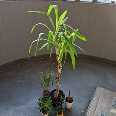 観葉植物　ドラセナ　クワズイモ　カポック　5点　130センチの画像