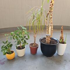 観葉植物　ドラセナ　クワズイモ　カポック　5点　130センチの画像