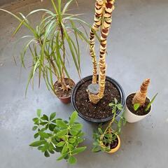 観葉植物　ドラセナ　クワズイモ　カポック　5点　130センチの画像