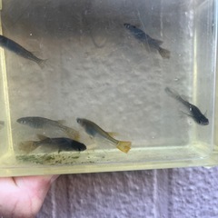 メダカ　サタン　黄鰭の画像