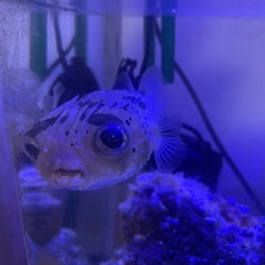 ハリセンボン　水槽一式の画像