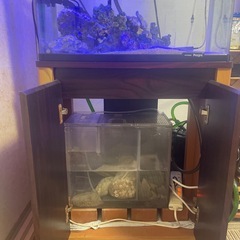 ハリセンボン　水槽一式の画像