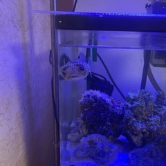 ハリセンボン　水槽一式の画像