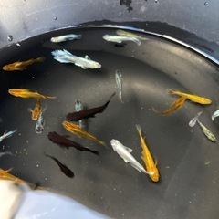 残り1セット　メダカ　ミックス35匹 の画像