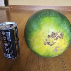 黒小玉スイカ🍉②　１玉の画像