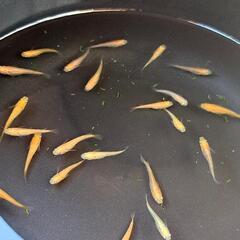 ️⭕️紅白更紗メダカ春生まれ12匹①️⭕️の画像