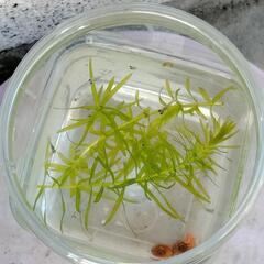 mixメダカ稚魚15匹+の画像