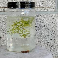 mixメダカ稚魚15匹+の画像