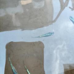 メダカ　プリンスブルーTypeの画像