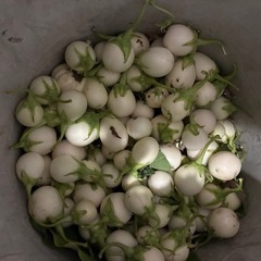 Bầu, mướp Việt Namの画像