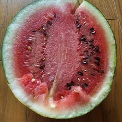 黒中玉スイカ🍉①　１玉の画像