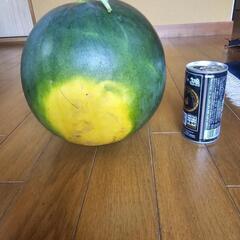 黒中玉スイカ🍉①　１玉の画像