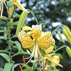 黄金オニユリ　ムカゴ　50粒 の画像