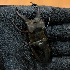 県内採取　ミヤマクワガタ　大型の画像