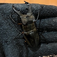 県内採取　ミヤマクワガタ　大型の画像
