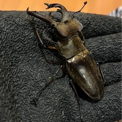 県内採取　ミヤマクワガタ　大型の画像