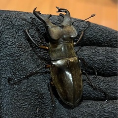 県内採取　ミヤマクワガタ　大型の画像