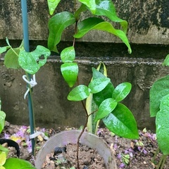 🌱ピタンガ苗🍒①の画像