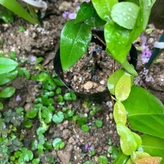 🌱ピタンガ苗(小)🍒の画像