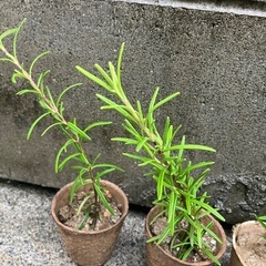 🌿ローズマリー挿し木⑤の画像