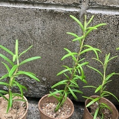 🌿ローズマリー挿し木⑤の画像