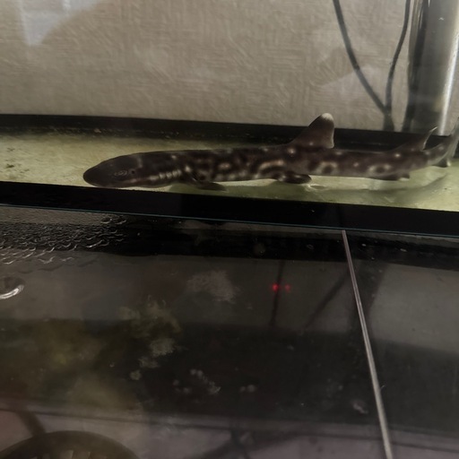 海水魚
コーラルキャットシャーク