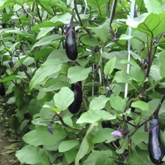【新鮮野菜・今日朝採り・トマト・茄子】の画像