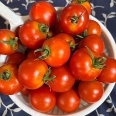 【新鮮野菜・今日朝採り・トマト・茄子】の画像
