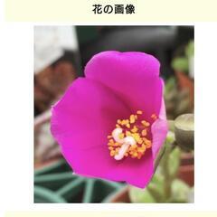 多肉植物 紅吹雪の松の画像