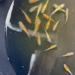 王華　メダカ　ペア500円
の画像