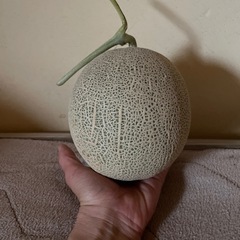 再投稿！ちっちゃめ富良野メロンの画像