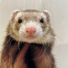 フェレットの里親を探しています。
