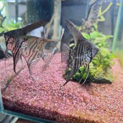 熱帯魚 エンゼルフィッシュの画像