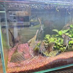 熱帯魚 エンゼルフィッシュの画像