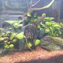 熱帯魚 エンゼルフィッシュの画像